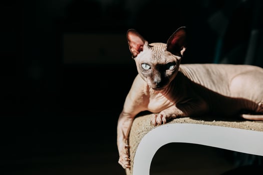 Sphynx cat lounging in sunlight on a stylish furniture piece in a cozy indoor setting photo