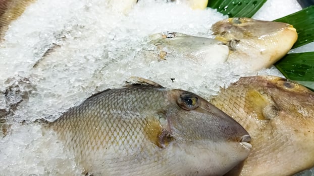 Fresh fish on ice at market . photo