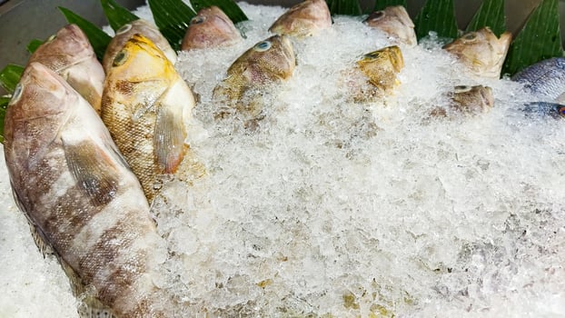 Fresh fish on ice at market. photo