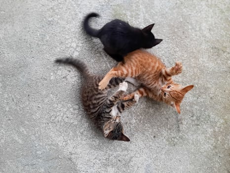 Three Playful Kittens Playing on Concrete Floor photo