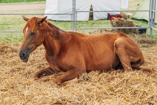portrait shot of chestnut horse with flaxen mane photo