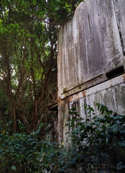 The cement wall texture of abandoned house surrounded with deep forest plants photo