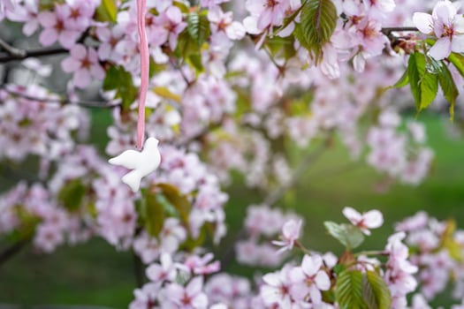 A white bird on a branch of a tree with pink flowers photo