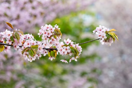 Cherry blossom tree in spring photo