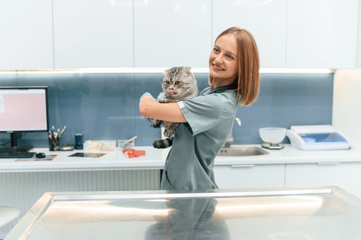 Standing, holding animal and smiling... Scottish fold cat in the veterinarian clinic with female doctor photo
