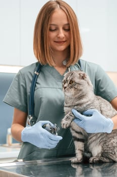 In blue gloves. Scottish fold cat in the veterinarian clinic with female doctor photo