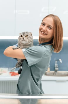 Standing, holding ,animal ,and smiling. Scottish fold cat in the veterinarian clinic with female doctor photo