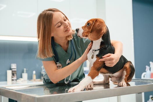 Woman veterinarian ,is ,with dog in the clinic photo