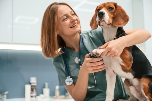 Little scissors for cutting the nails., Woman veterinarian is with dog in the clinic photo