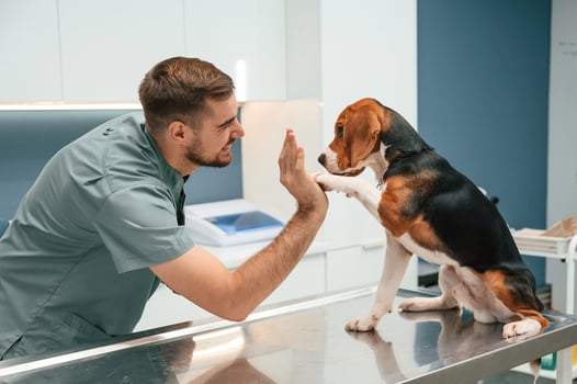 Giving high, five, with paw. Dog in veterinarian clinic with male doctor photo