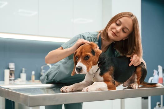 Checking, the ears. Woman veterinarian is with dog in the clinic photo