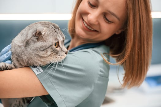Close up view, embracing an animal. Scottish fold cat in the veterinarian clinic with female doctor photo