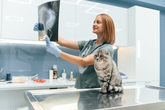 Scottish, fold cat in the ,veterinarian clinic with female doctor photo