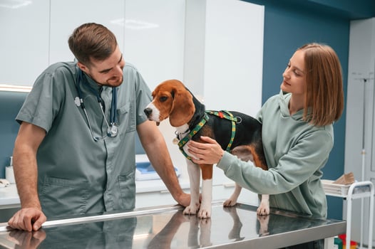 Check,, up day. Dog in veterinary clinic with two doctors photo