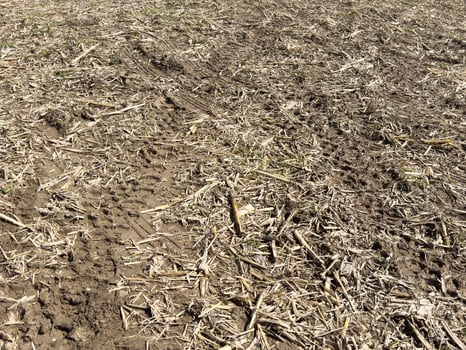 Harvested cornfield with tire tracks in dry soil landscape photo