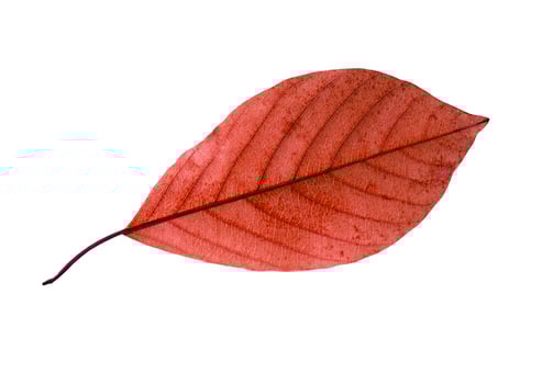 A birch leaf isolated on white background photo