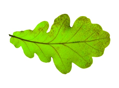 The Oak leaf isolated on a white background photo