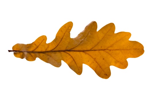 The Oak leaf isolated on white background. photo