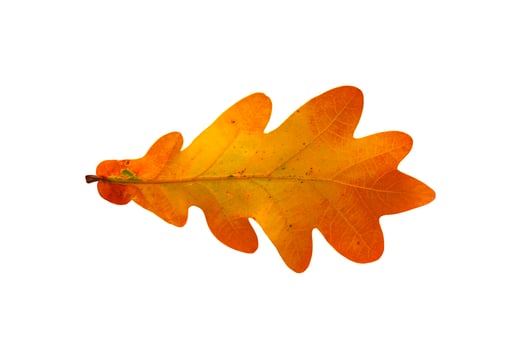 Oak leaf isolated on white background. photo