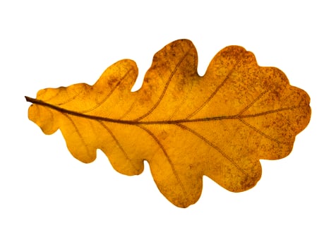 Oak leaf isolated on a white background photo