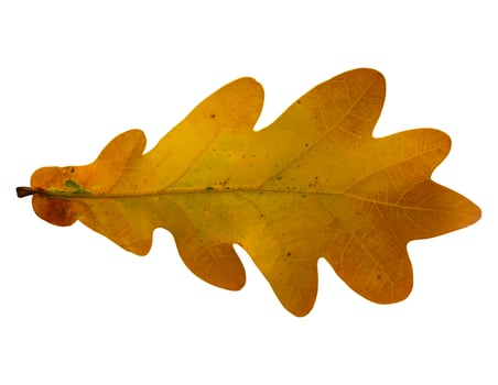 The Oak leaf isolated on white background photo