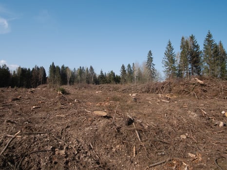 The image depicts a landscape of deforested land featuring numerous tree stumps beneath a bright, clear blue sky photo