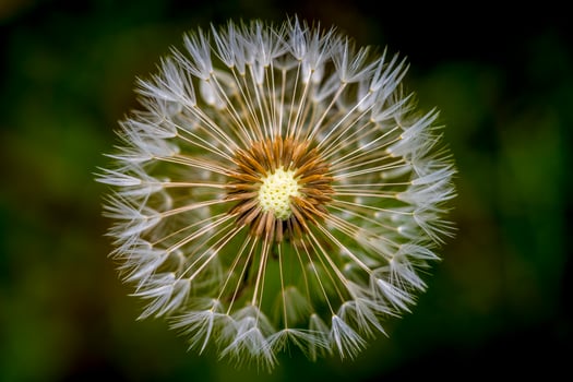 Closeup of a dandelion seed head with intricate white seeds against a soft green background photo