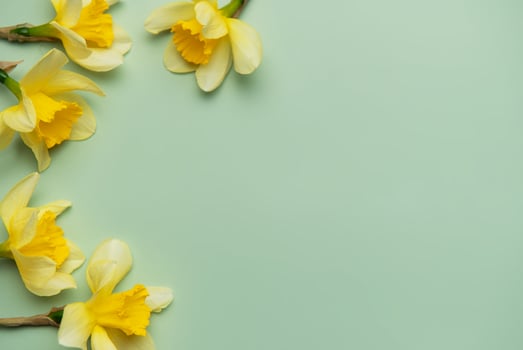 Yellow daffodils creating a border on pastel green background photo