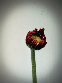 In selective focus of Gerberra bud with yellow pollen and red petals,beautiful flower photo