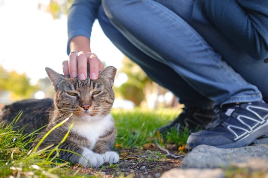 Street cats of Turkey country, woman pet cat photo