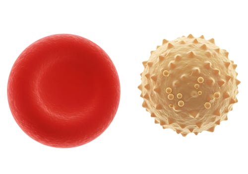 Red Blood Cell and White Blood Cell Detailed Medical Biology Illustration for Education and Healthcare. photo