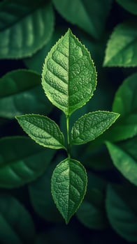 Organic Matcha Green Tea Powder in a Ceramic Bowl, photo