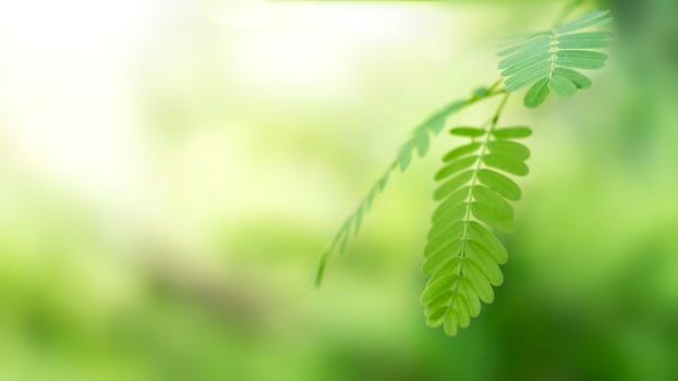 Green tamarind leaves and the background is a beautiful blur scene. photo