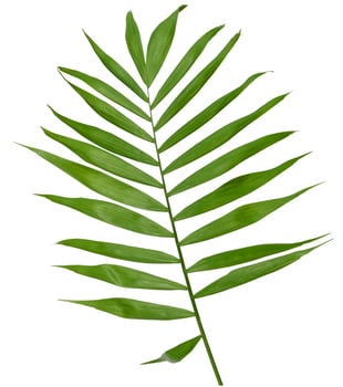 A single, vibrant green palm leaf with long, pointed leaflets attached to a central stem, isolated background photo