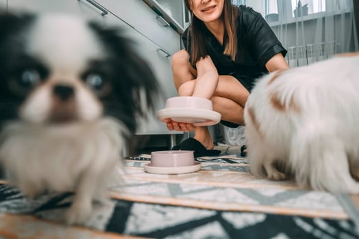 woman smiling while feeding two japanese chin dogs in modern kitchen, close-up shot with blurred puppy in foreground and patterned rug below, pet lifestyle, animal nutrition, home care photo