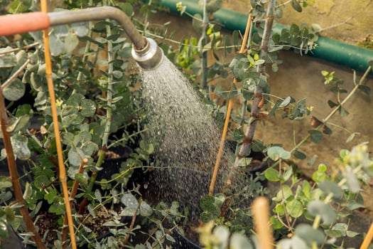 Water flowing onto eucalyptus plants in a garden setting photo