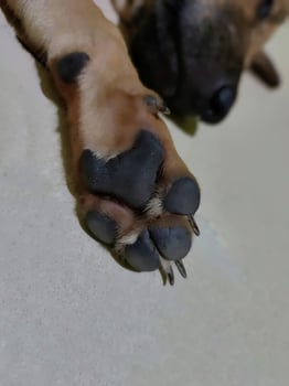 The paw of a sleeping puppy photo