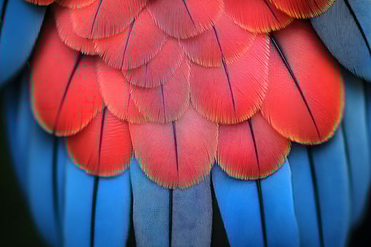 Vibrant Macaw Feathers Close-Up Nature's Palette for Design and Inspiration photo