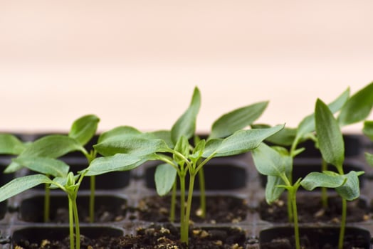 Plants seedlings bloom under natural light for home growing. photo