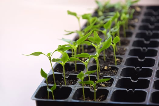 The Plant seedlings bloom under natural light on a light background. photo