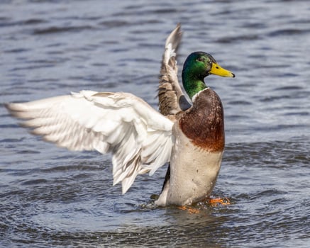 Male mallard duck displaying in water with wings outstretched during a sunny day photo