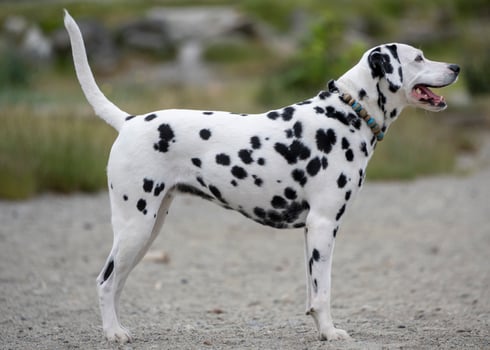 Dalmatian dog stands proudly at a park during a sunny afternoon, showcasing its distinctive spotted coat and playful demeanor photo