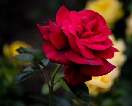 Bright red rose blooming in a garden surrounded by yellow roses under soft sunlight photo