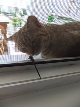 A cat looks at, sniffs or studies a dragonfly sitting on a mosquito net or window photo