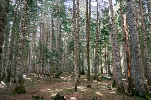 Dense green spruce forest in the sun photo