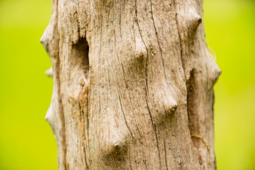 Close-Up of Dry Wood Stump Texture photo