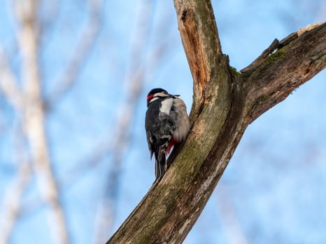 Great spotted woodpecker with red tail and head sits on tree photo