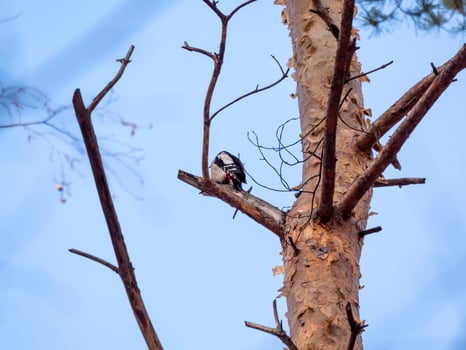 A great spotted woodpecker with a red tail sits on an old pine tree photo