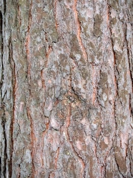 A Birch tree bark structure natural background photo