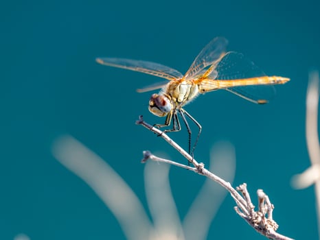 Damselfies, a type of small dragonfly, perch and rest on the grass with a natural bokeh background photo